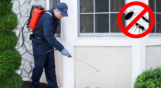 Fındıklı Uçan Haşere İlaçlama böcek ilaçlama ve haşere kontrolü — ilaclama-tr.com